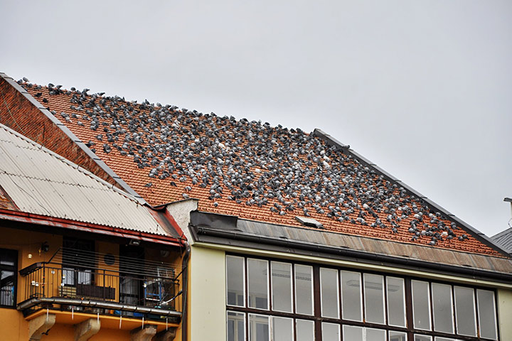 A2B Pest Control are able to install spikes to deter birds from roofs in Nunhead. 