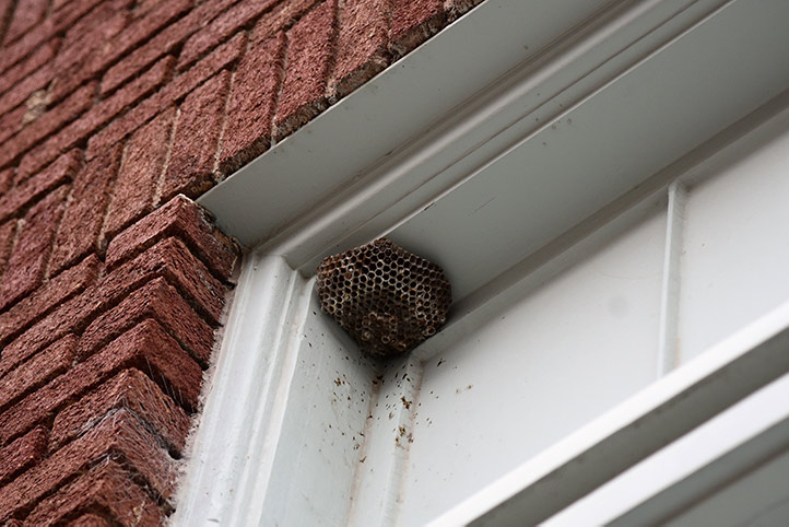 We provide a wasp nest removal service for domestic and commercial properties in Nunhead.